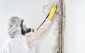 Trusted Lake Kiowa, TX Mold Removal Services Experts